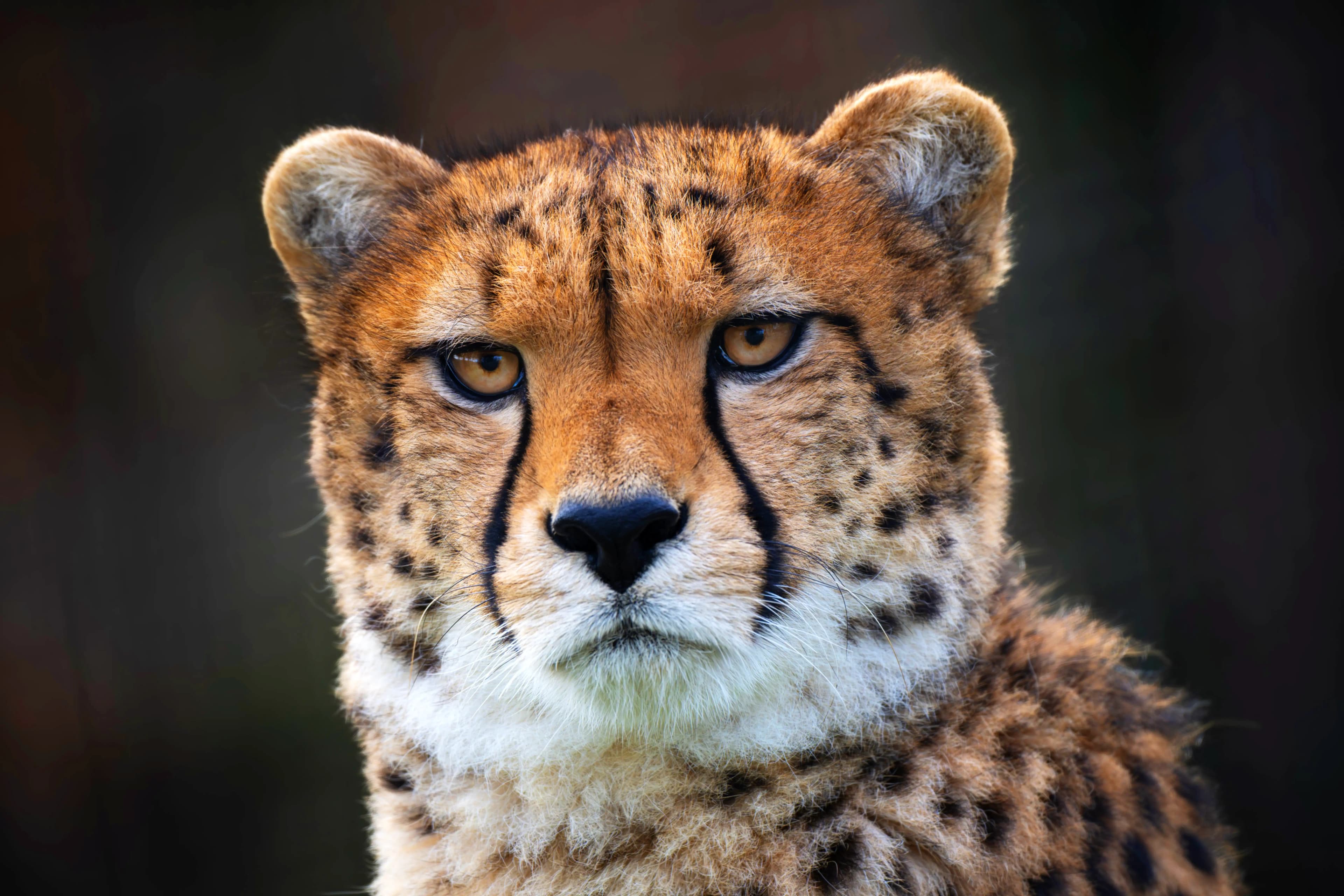 Guépard du Parc Animalier d’Auvergne