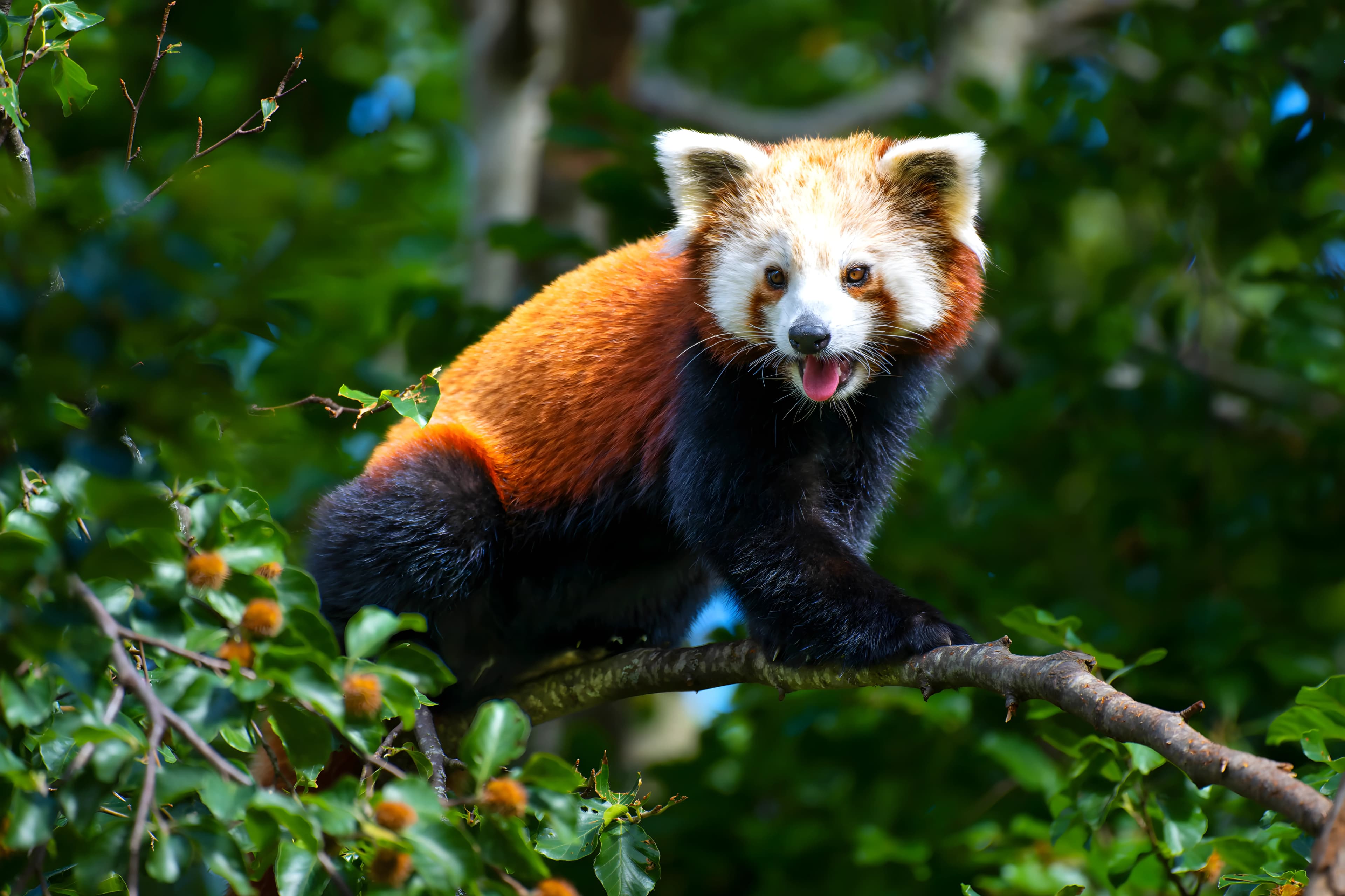 Panda roux du Parc Animalier d’Auvergne