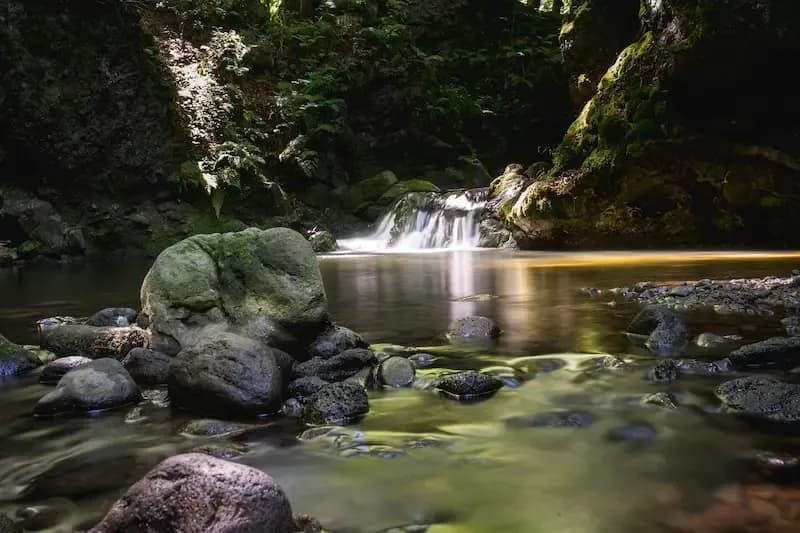 Forêt d’Auvergne