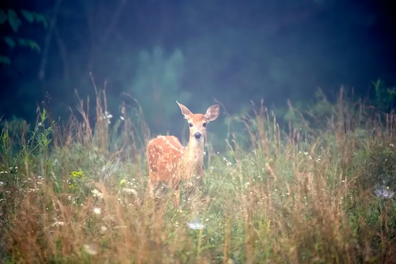 Auvergne